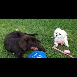 Meet your Posher, Bella